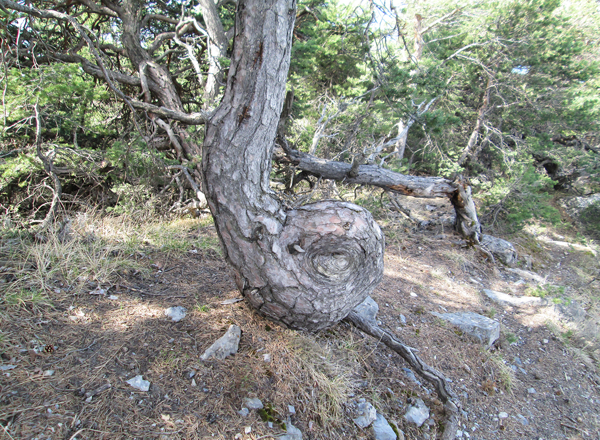 pin sylvestre avec une boucle sur le tronc