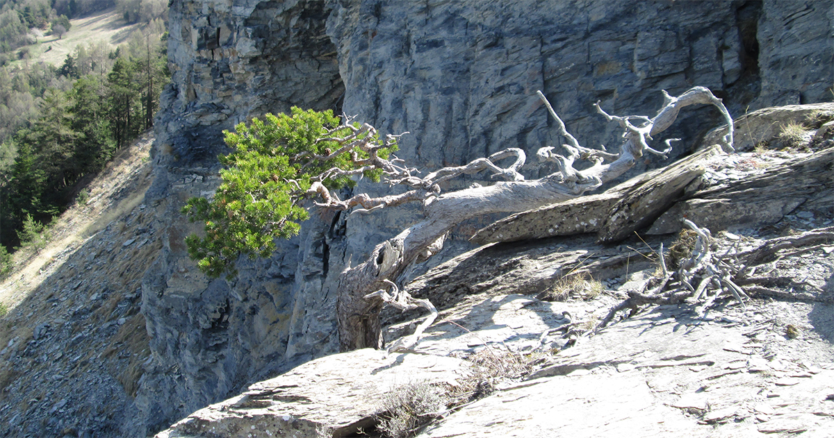 pin sylvestre couché