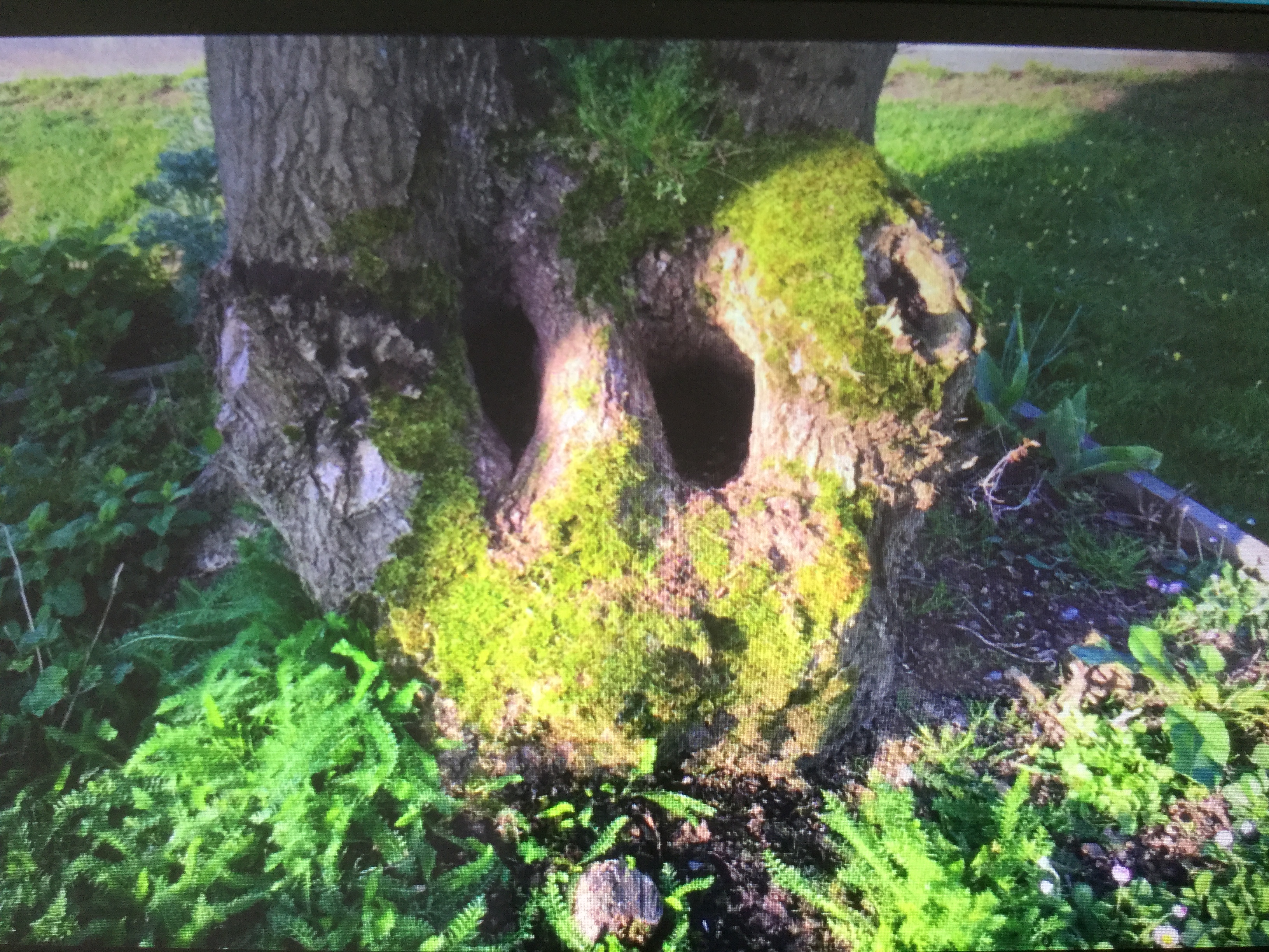 Les yeux du chêne !!
