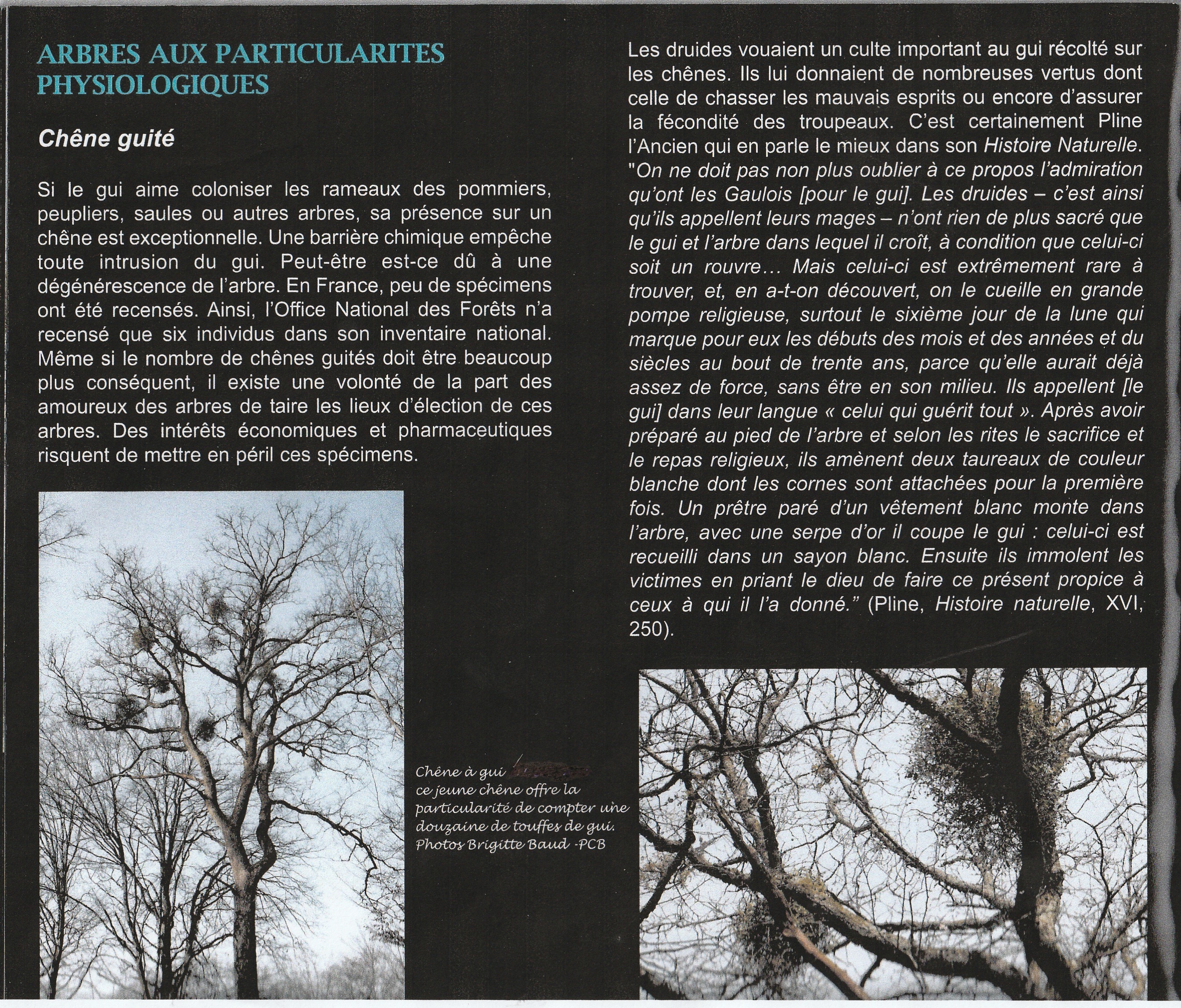 Chène guité ( porteur de Gui) TRES RARE