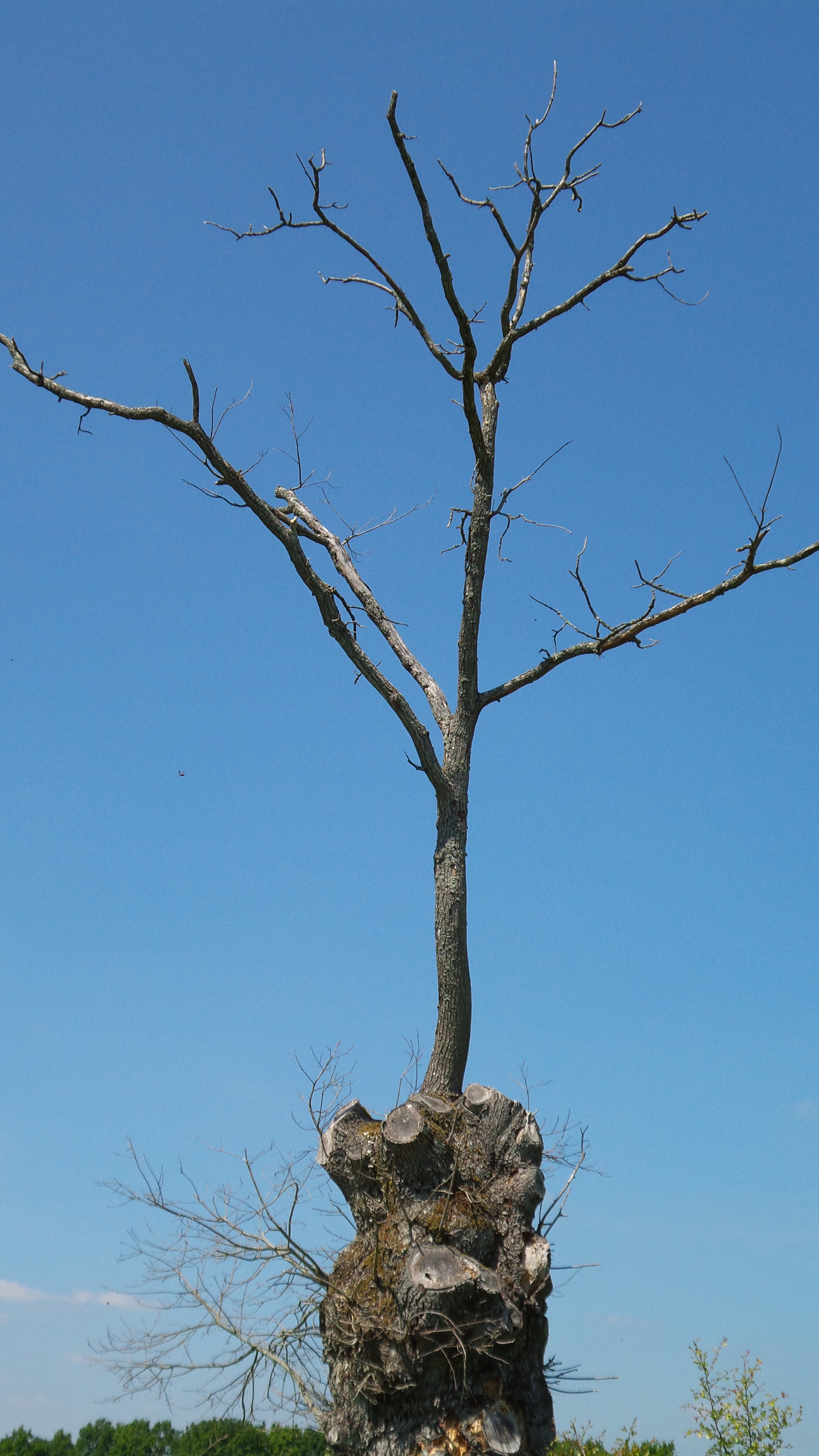 Près de Bouffry dans l'Eure-et-Loir , comme un acte de "Résiatance" cet arbre s'affiche avec élégance!