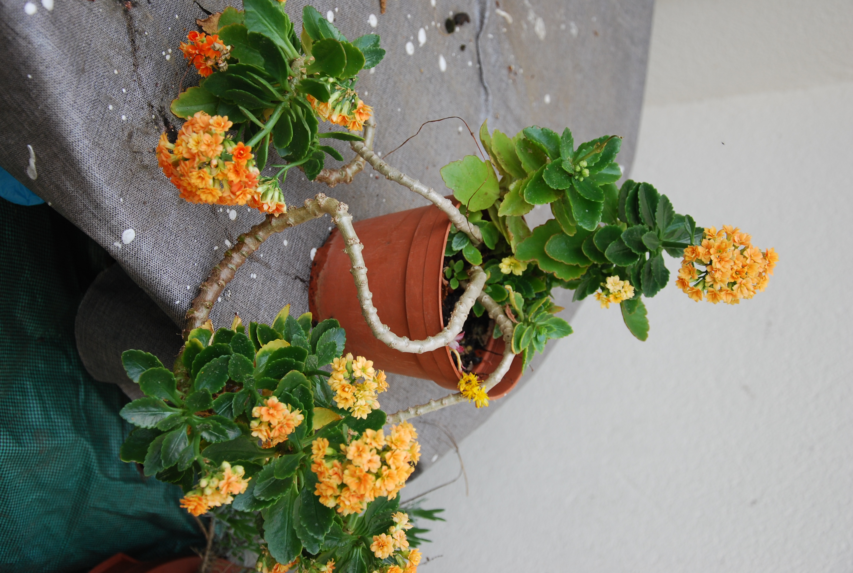 kalanchoé à grandes tiges