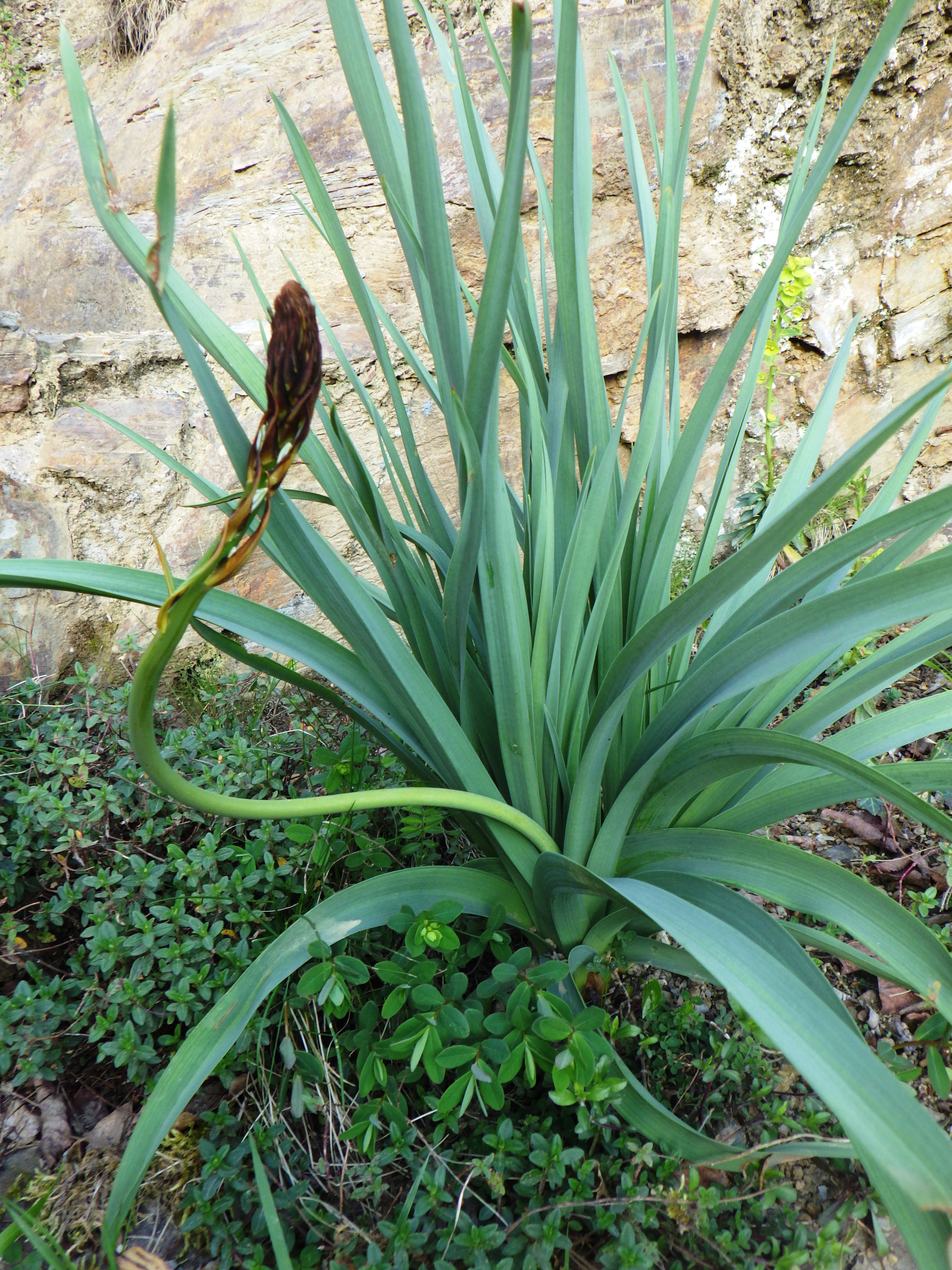 L'Asphodèle a cherché son chemin puis a fini par le trouver .