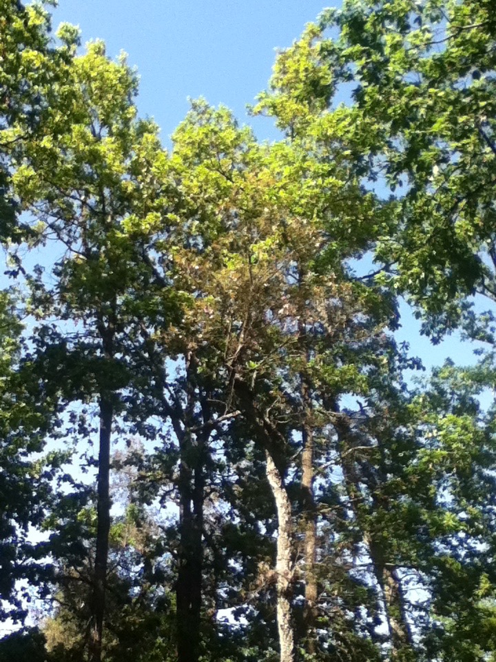 un chêne liège poussant parmi des chênes zen