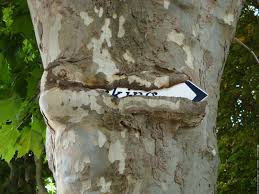 panneau dans platane