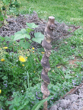 un jeune tronc victime de l'étrangleur de la forêt