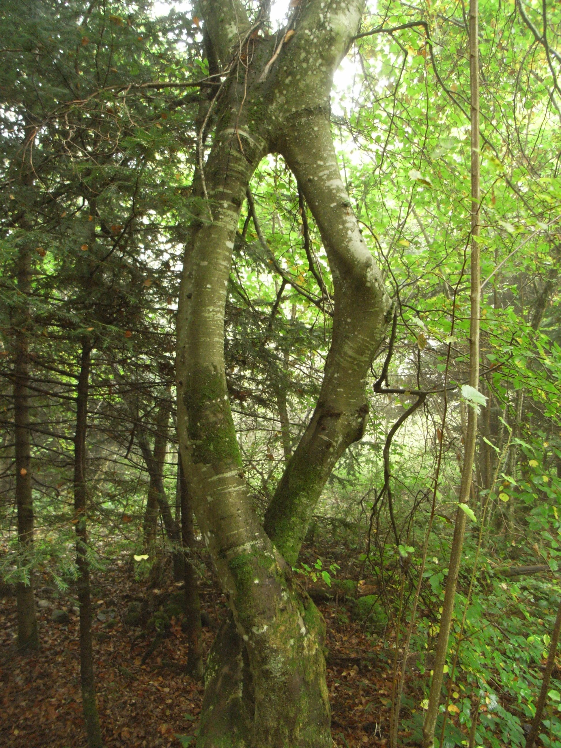Deux troncs de hêtres (Fagus Sylvatica) qui se font du pied, puis s'enroulent autour de l'autre jusqu'à fusionnemer avant que leurs ramures s'élancent vers le ciel ...