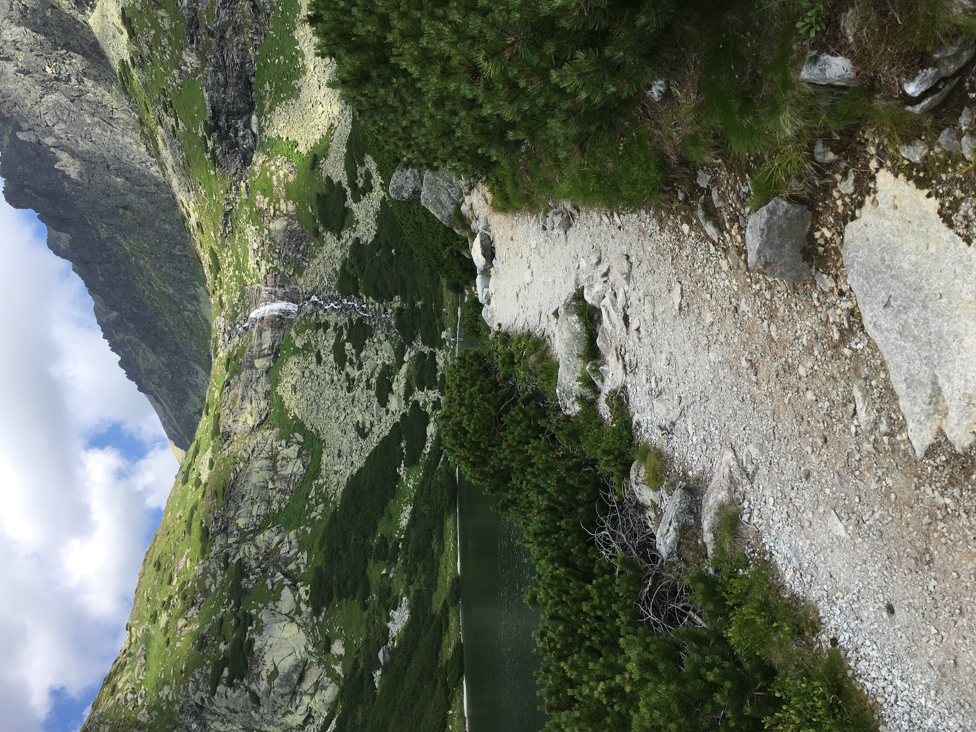 Formation de Pinus mugo dans les Hautes Tatras