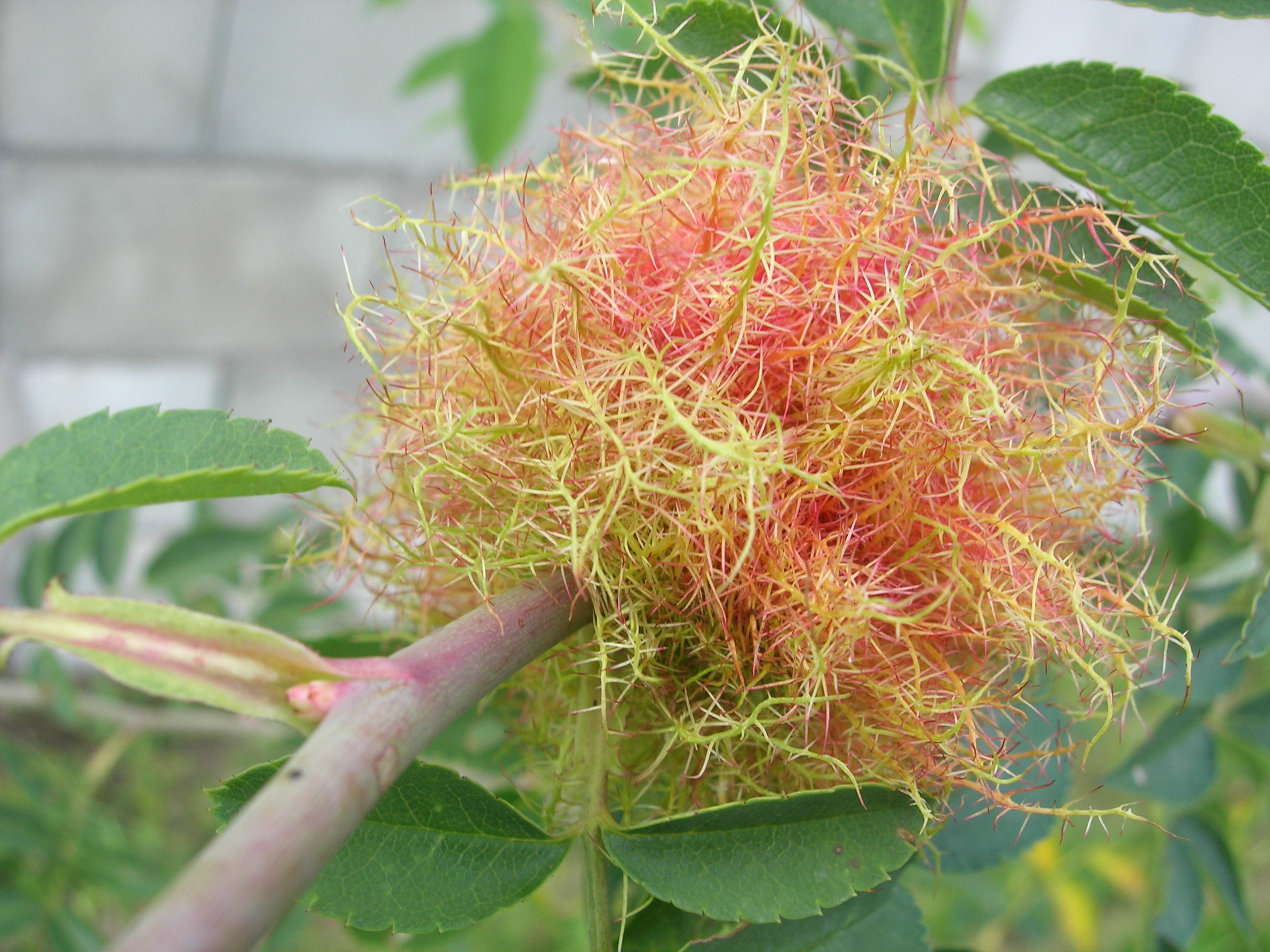 la galle du rosier est due à un insecte.sous son action les cellues végétales  forment une strusture chevelue.