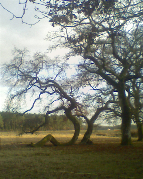 un chêne faucille couché dans le pré