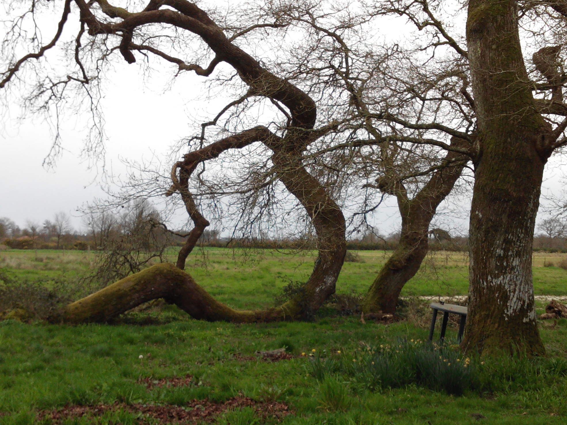 un chêne faucille couché dans le pré