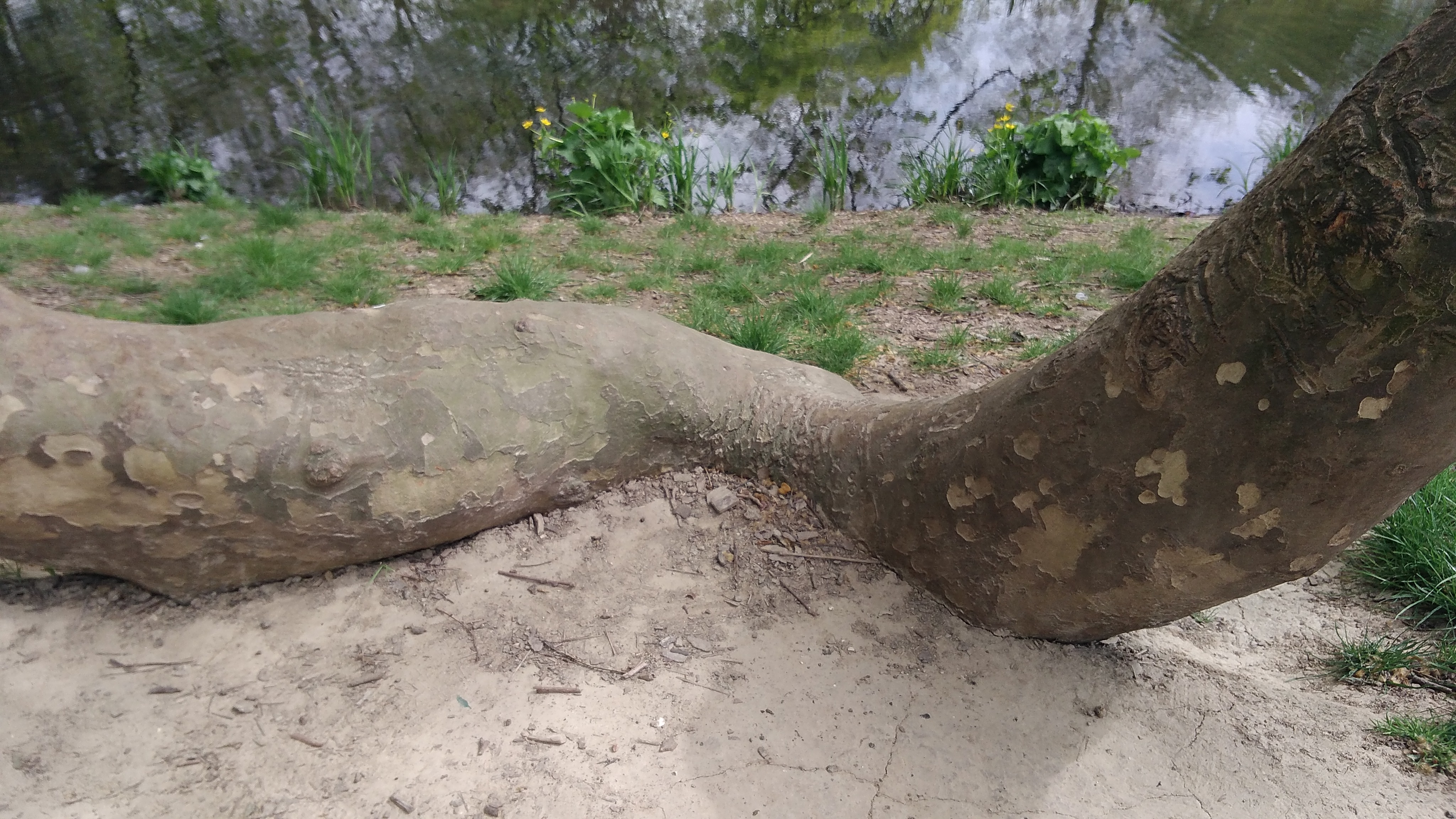 Gros plant sur la branche ( de la taille d'un tronc d'arbre) qui rentre dans le sol et repart vers le ciel