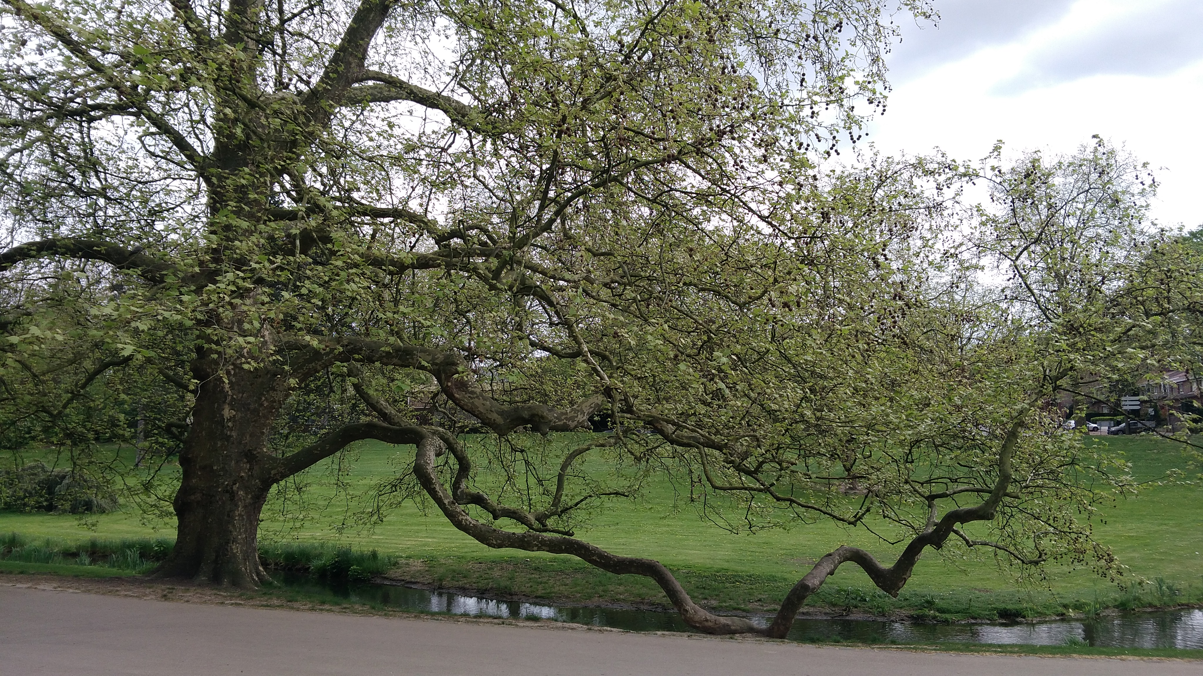c'est un grand arbre avec une trés belle envergure qui a un branche qui rentre dans le sol et est repartie vers le ciel ensuite.