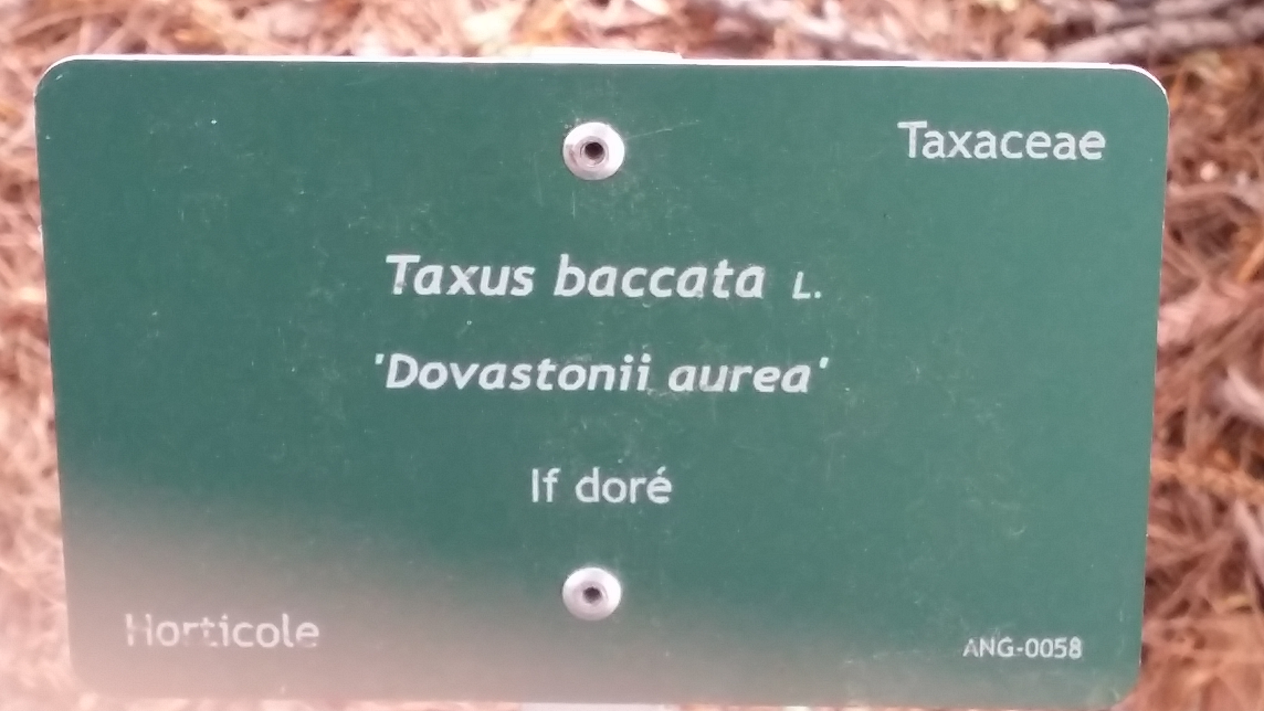 Fiche botanique if doré