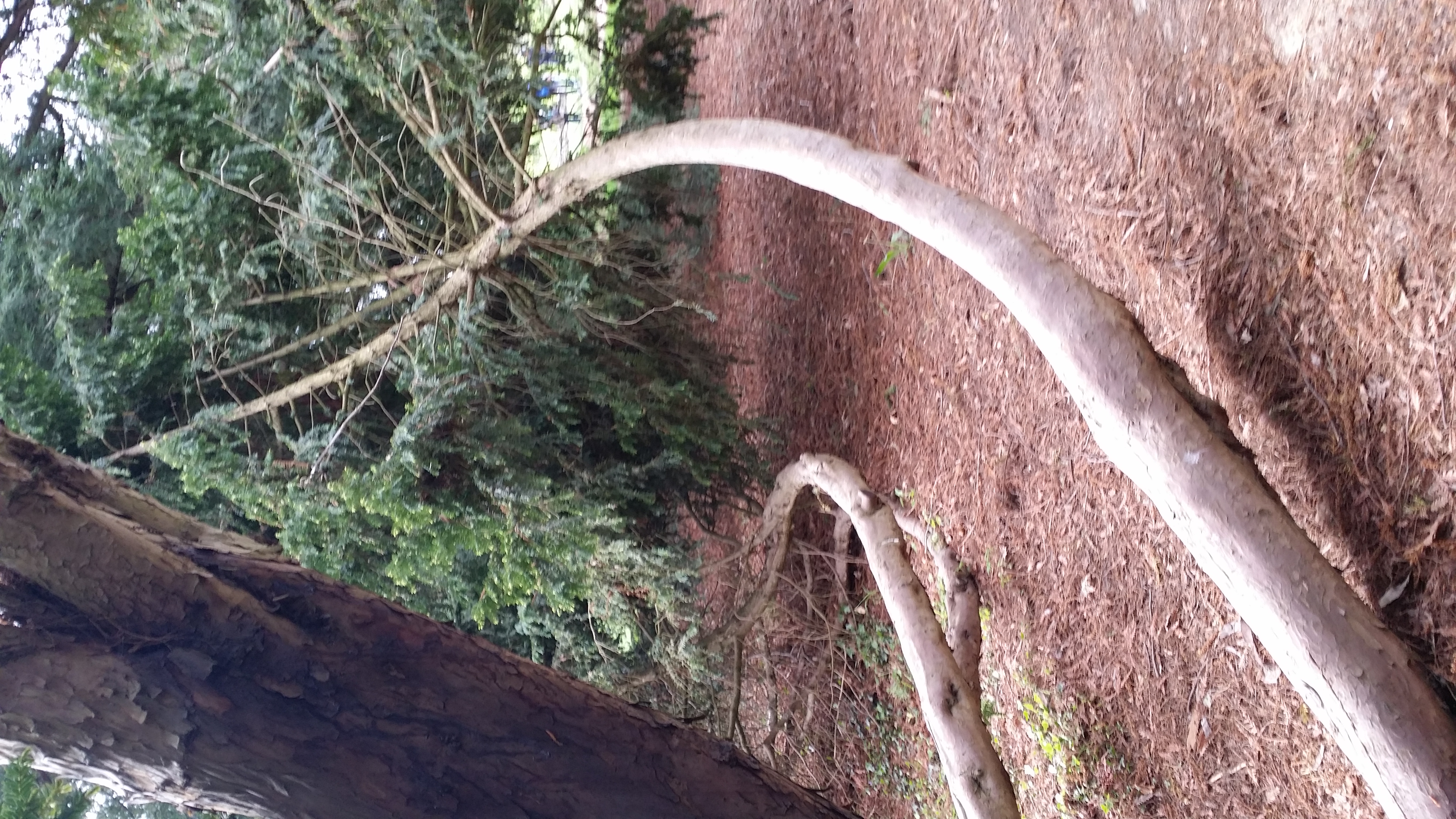 Fiche botanique if doré