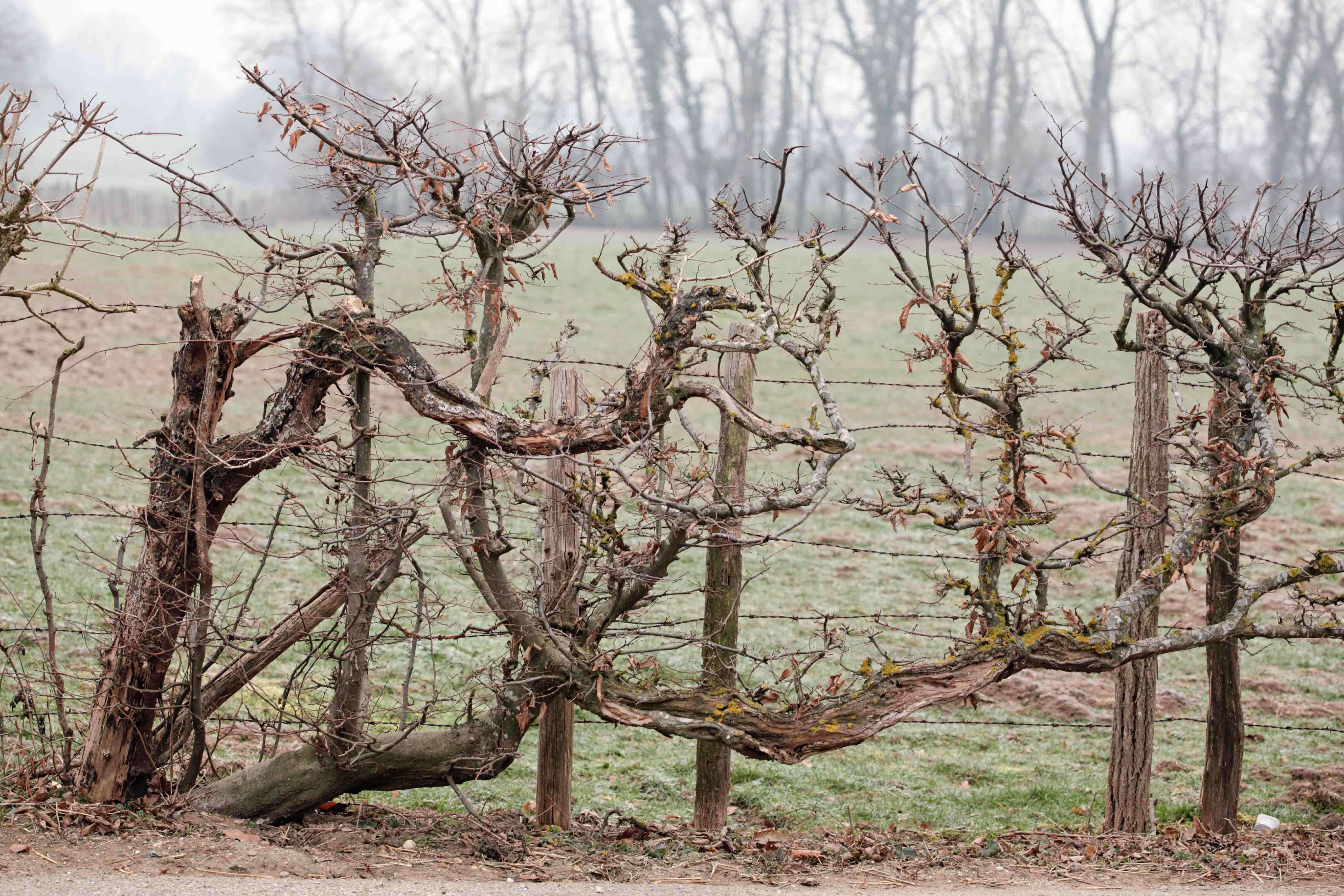 Le long des petites routes on peut voir ces charmes sans doute très anciens taillés années après années et qui montrent l'hiver un squelette torturé et totalement imbriqué dans la cloture