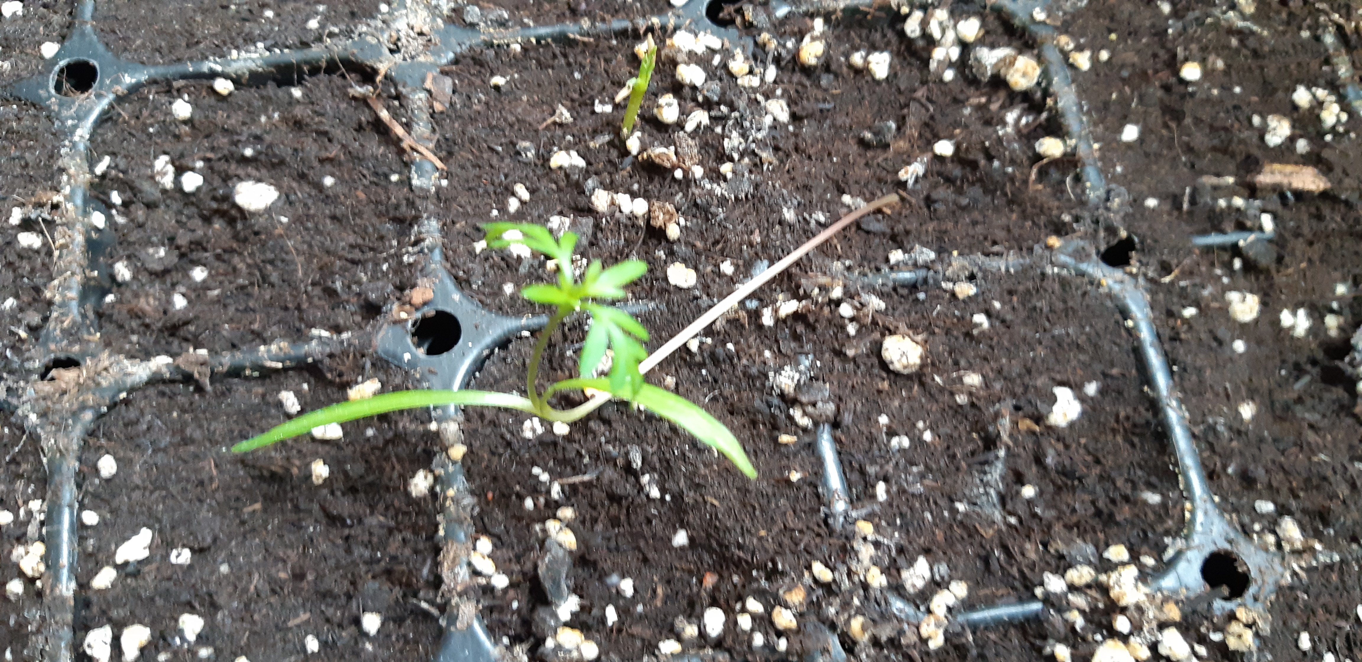 semis de cosmos qui file