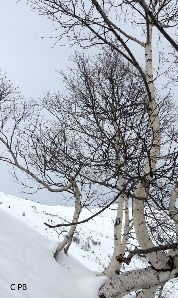 Des bouleaus poussant en altitude semblent danser pour retrouver une verticalité hors de la neige pesante a leur pied