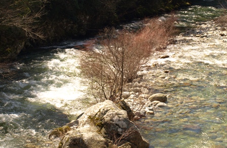 l'arbre et la riviére