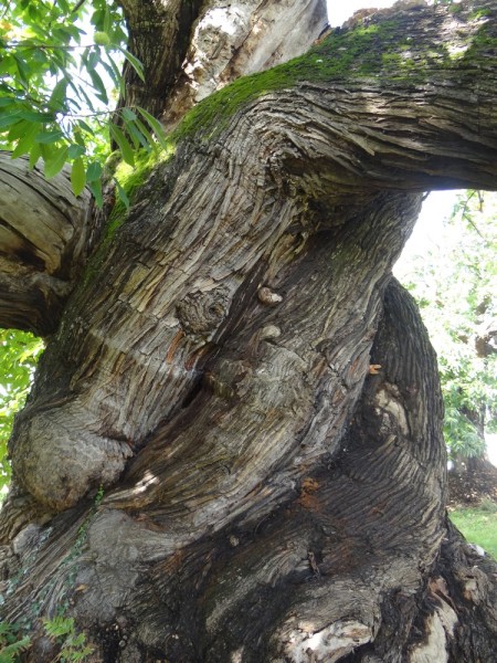 Tronc et torsion, châtaignier de l'Eraudière