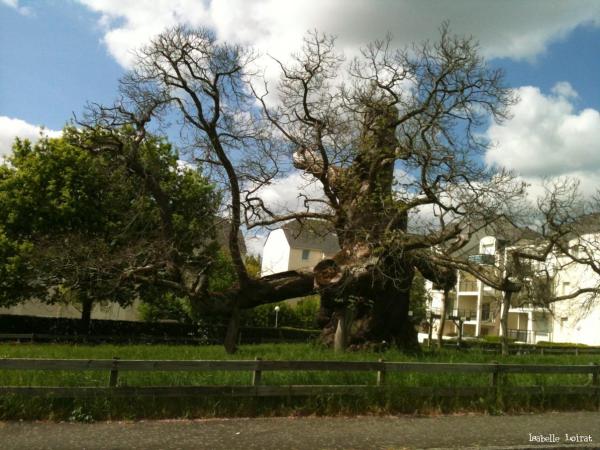 Châtaignier de l'Eraudière, vue d'ensemble