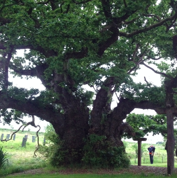 Chêne millénaire