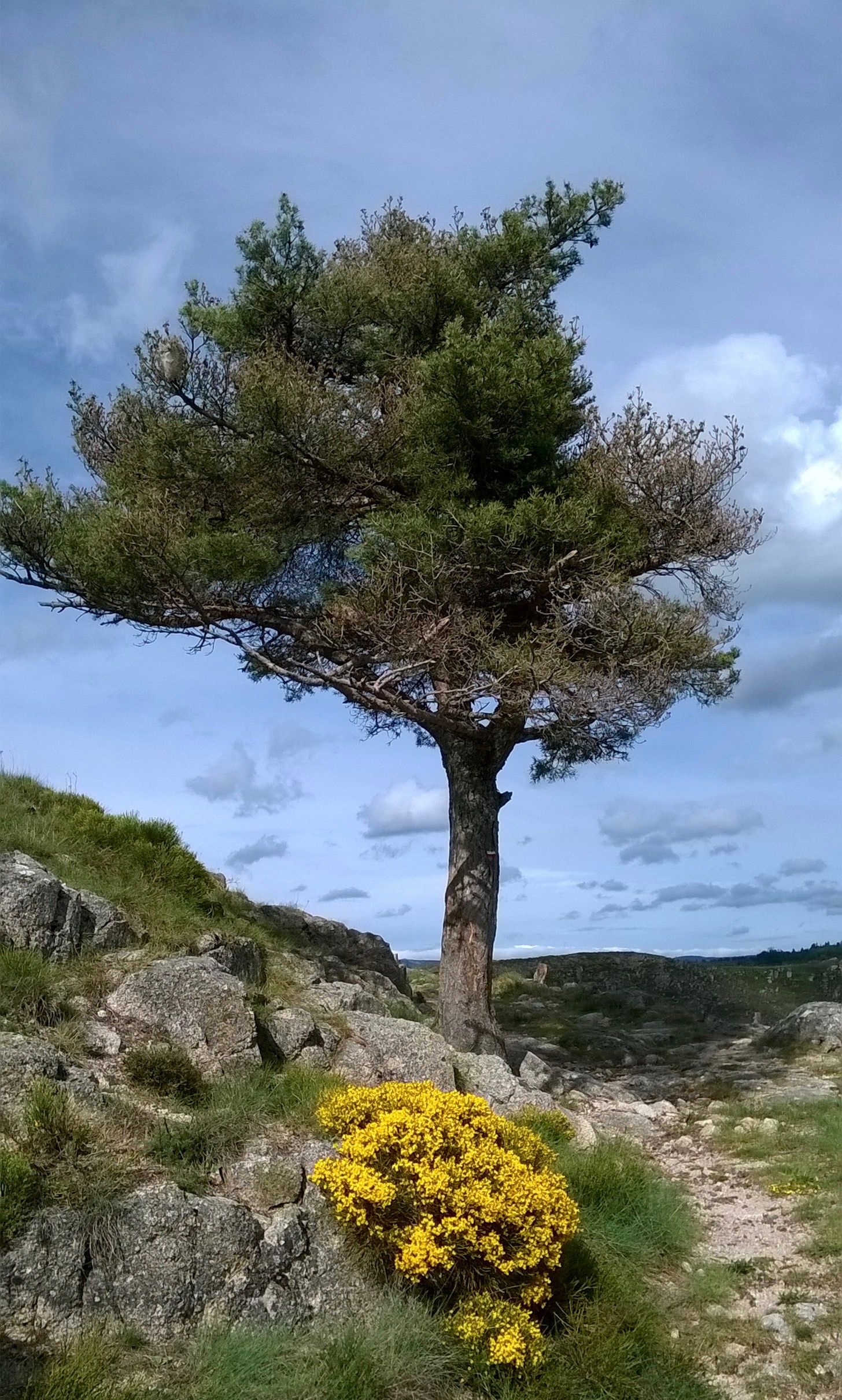 Arbre photographié dans les Cévennes, tourné  vers la lumière