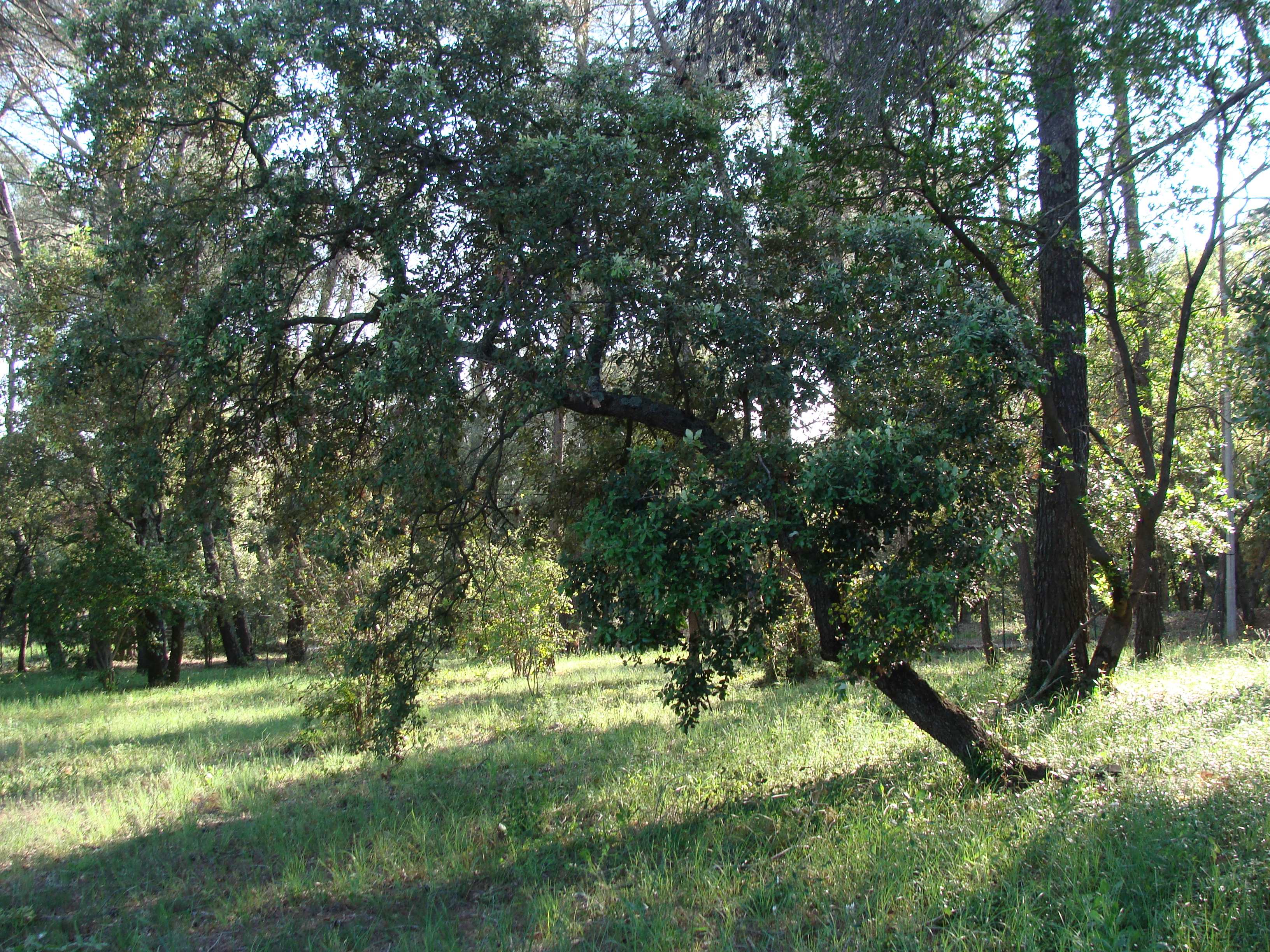Poussant sous le couvert de grands pins d'Alep
