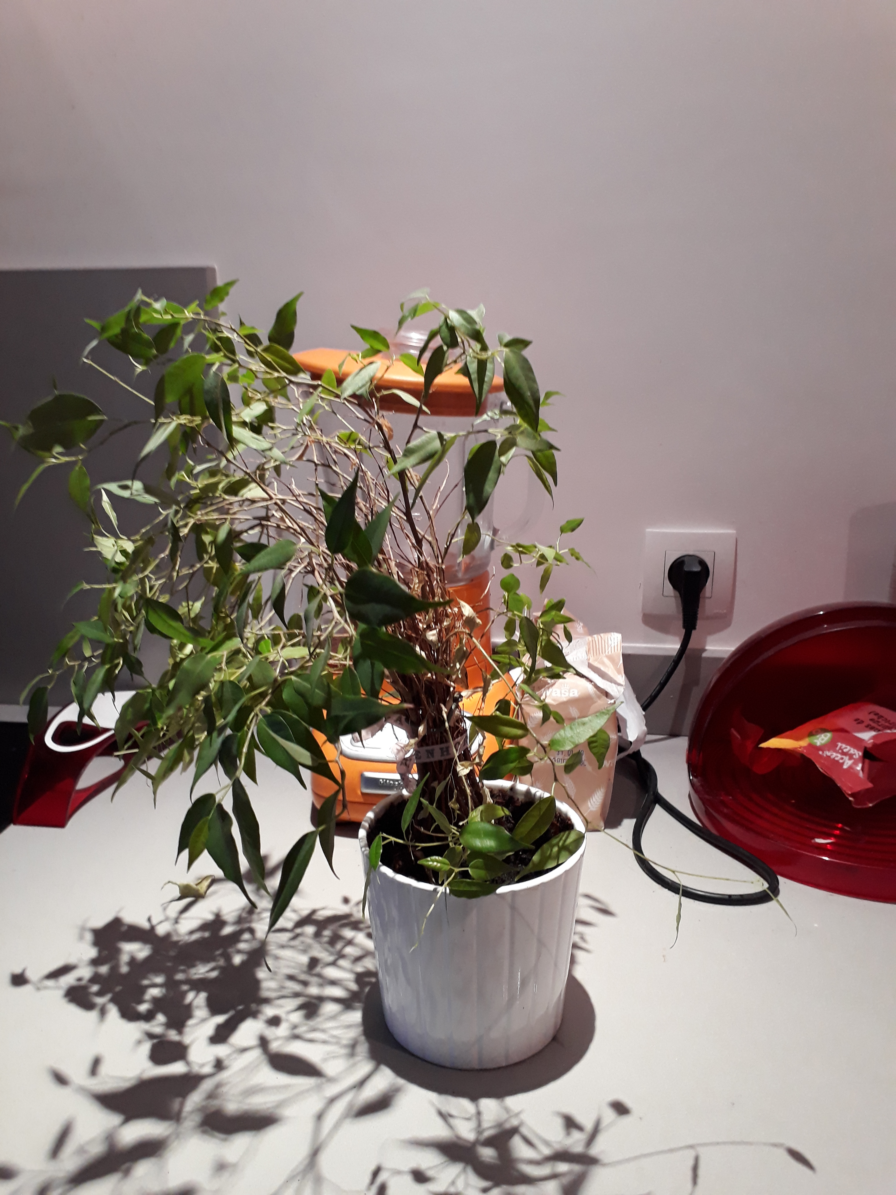 plante de cuisine qui chercher la fenêtre