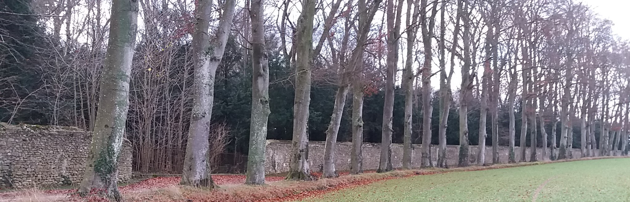 Allée de hêtre de loin.jpg