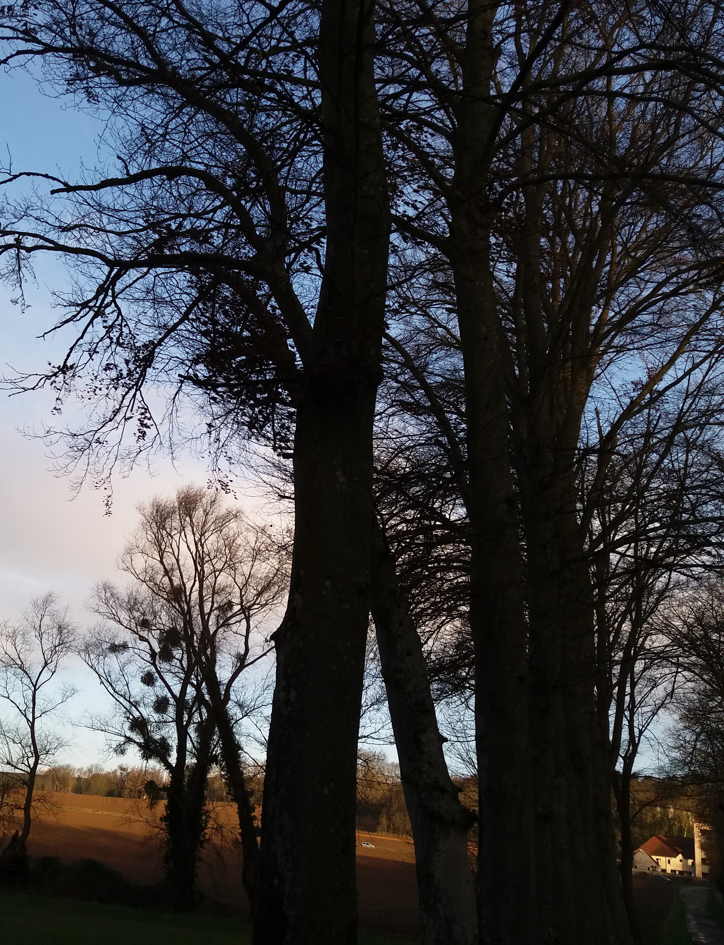 Allée de hêtre 1 rebelle.jpg