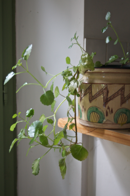 plante se dirigeant vers la lumière