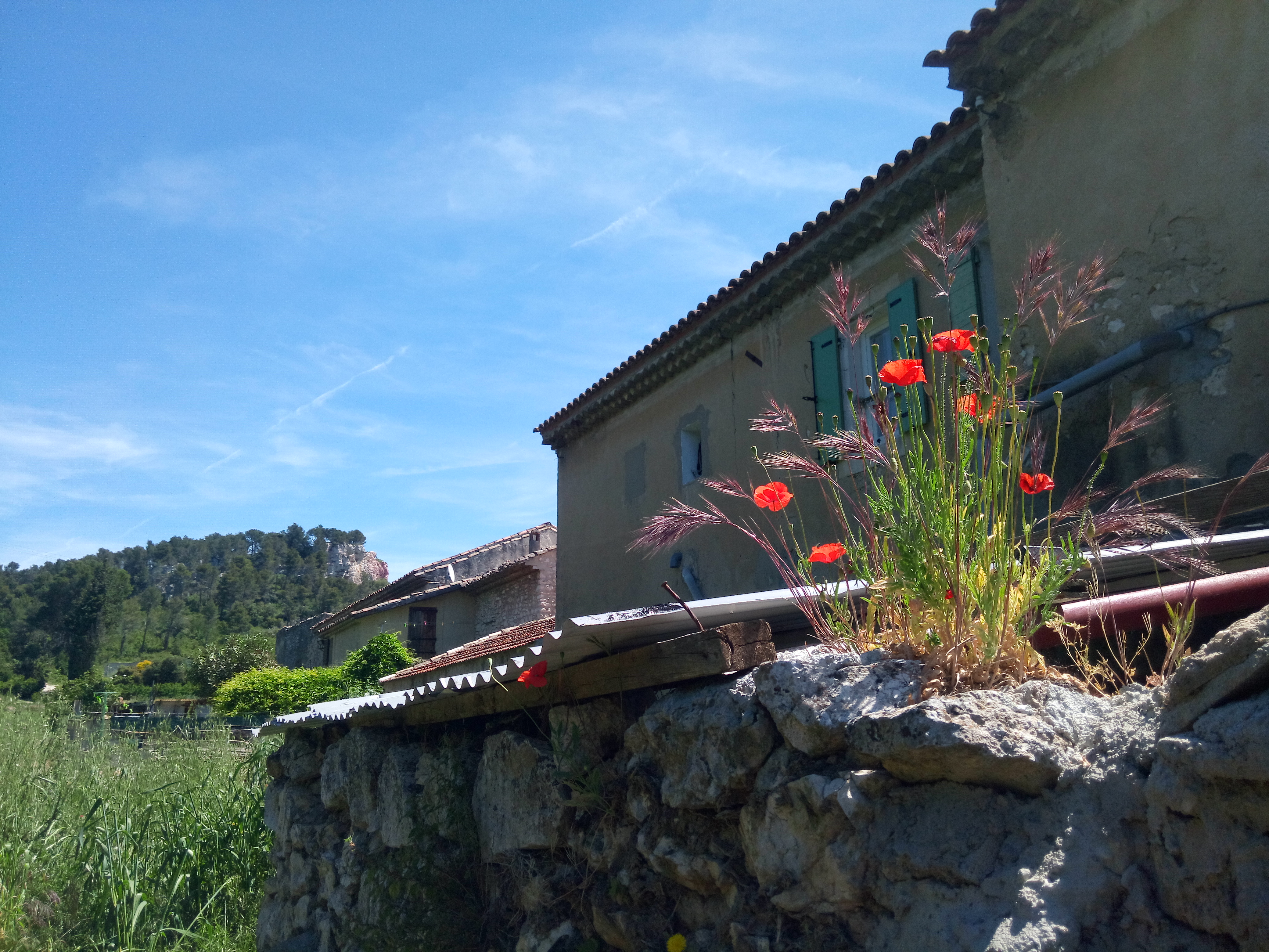 coquelicots sur un muret