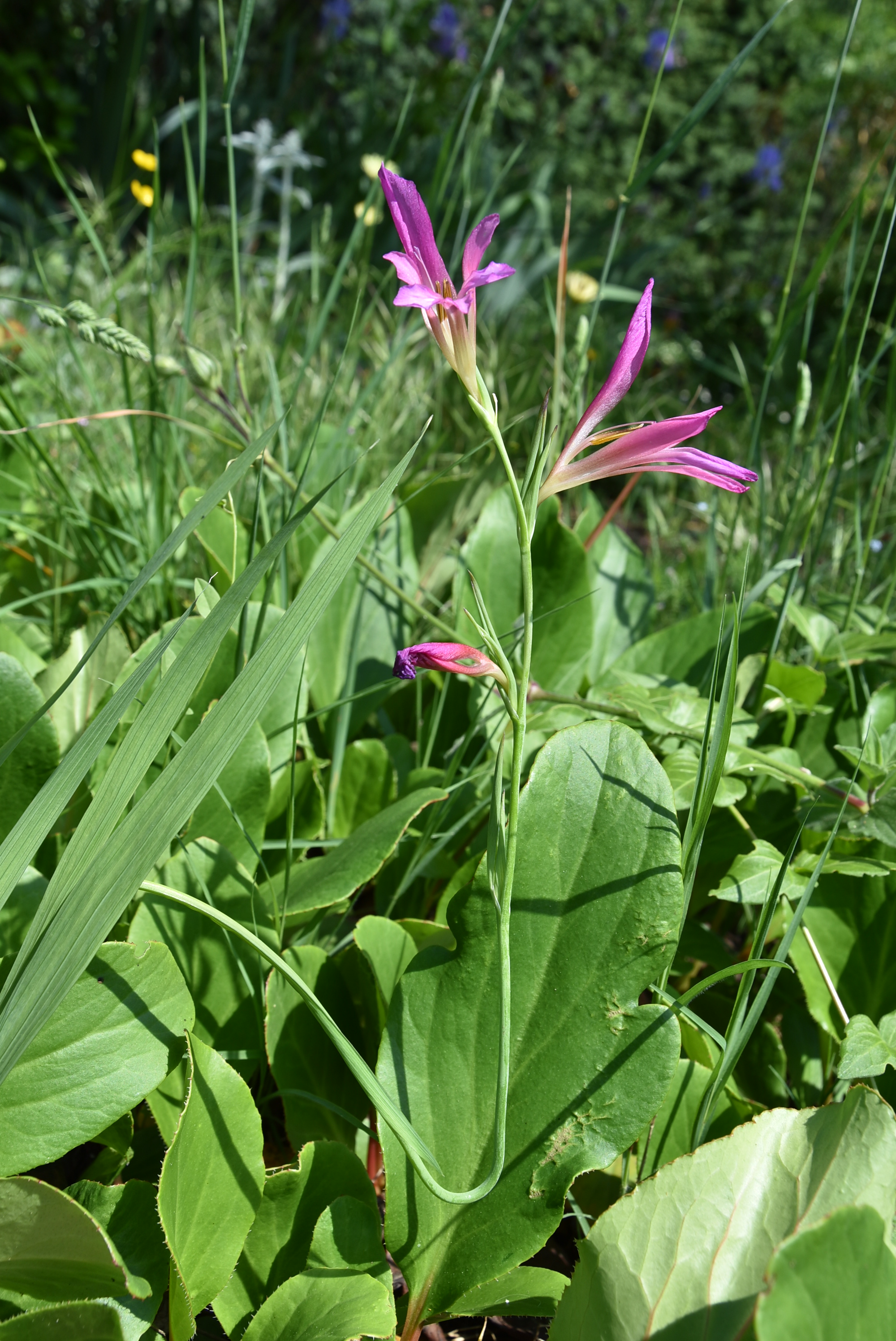 Glaïeul des moissons "tordu"