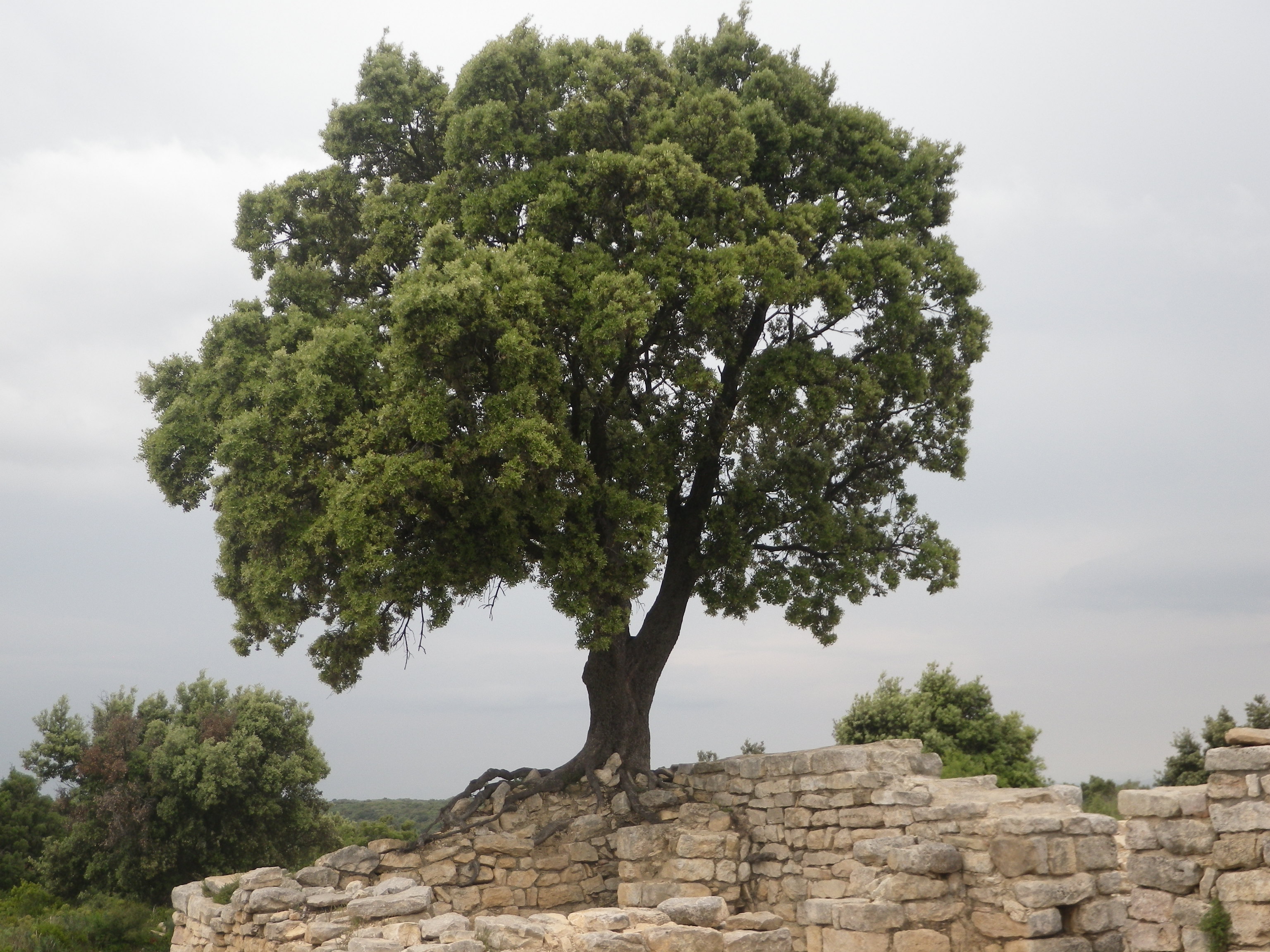 Arbre sur ruine
