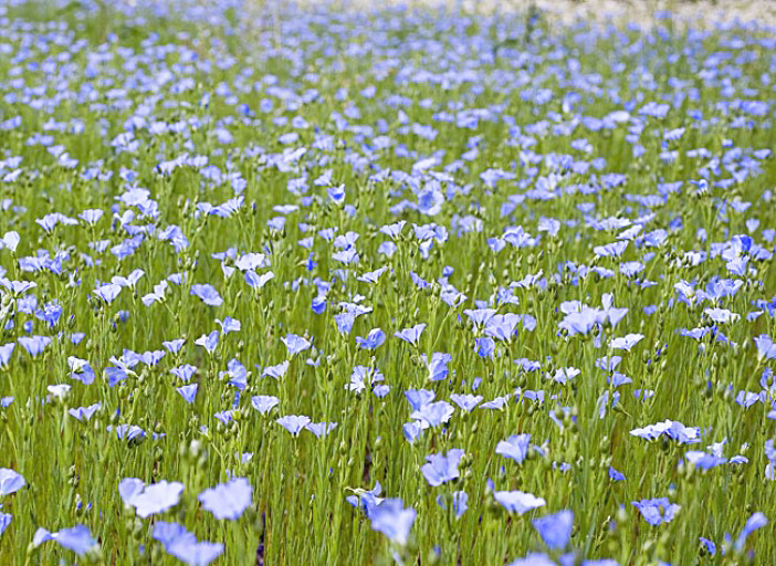 Annexe champ-lin.jpg