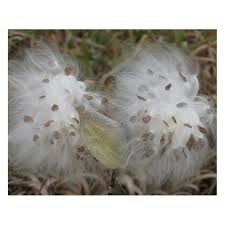 Annexe images (1).jpg