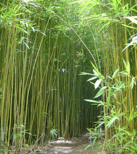 Annexe bambou.png