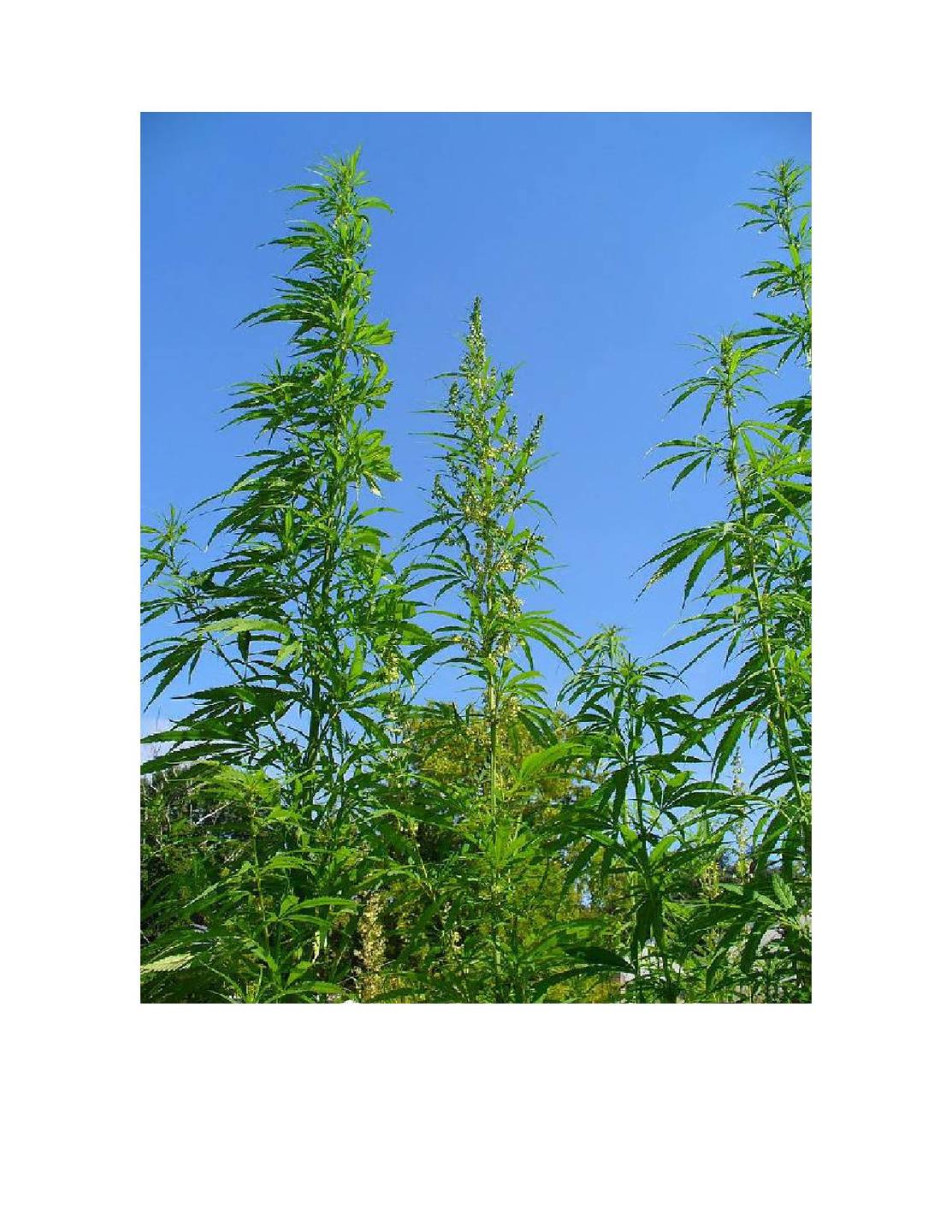 Annexe Le chanvre textile.jpg