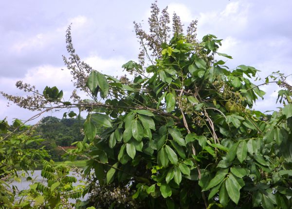 Annexe Philenoptera cyanescens arbuste.jpg