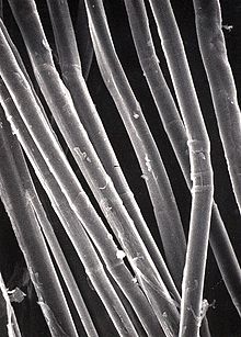 Annexe Fibre de lin.jpg