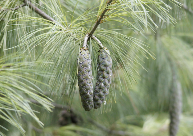 Annexe Capture d’écran 2018-04-10 à 15.58.55.png