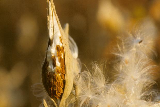 Annexe Asclepias-syriaca-0260-asc-00045.jpg