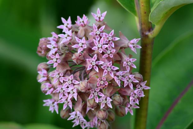 Annexe asclepias-syriaca-jbm014917.jpg