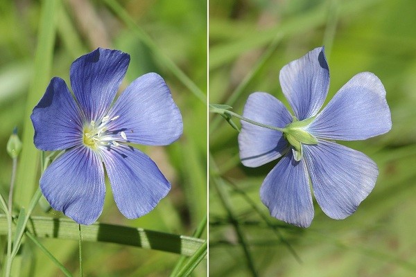 Annexe fleurs de lin.jpg