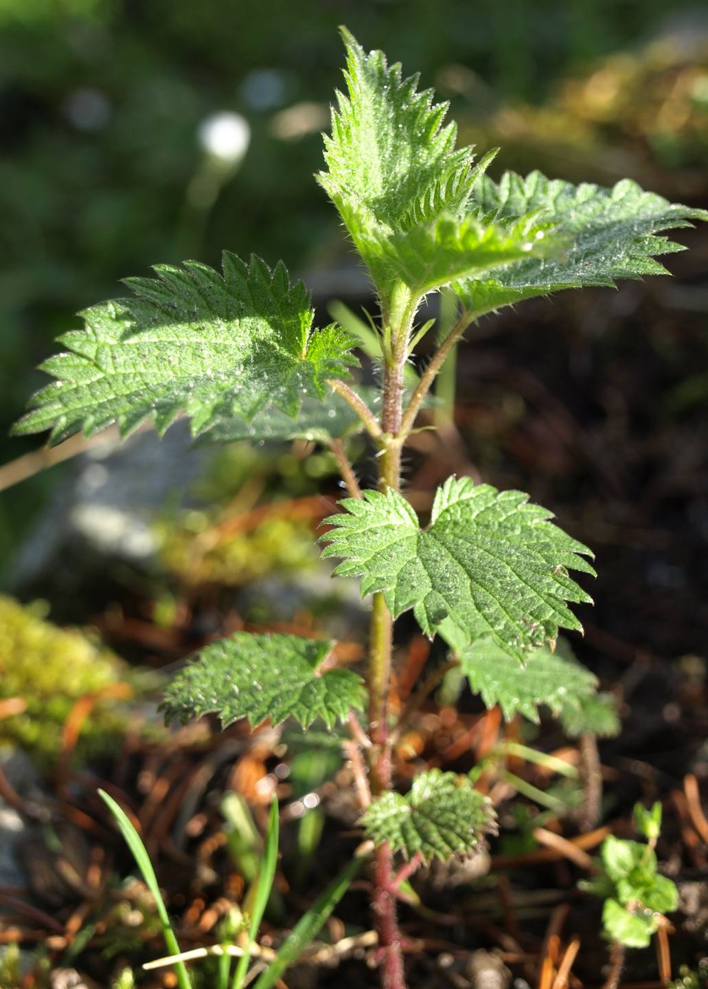 Annexe P4108494 r.jpg