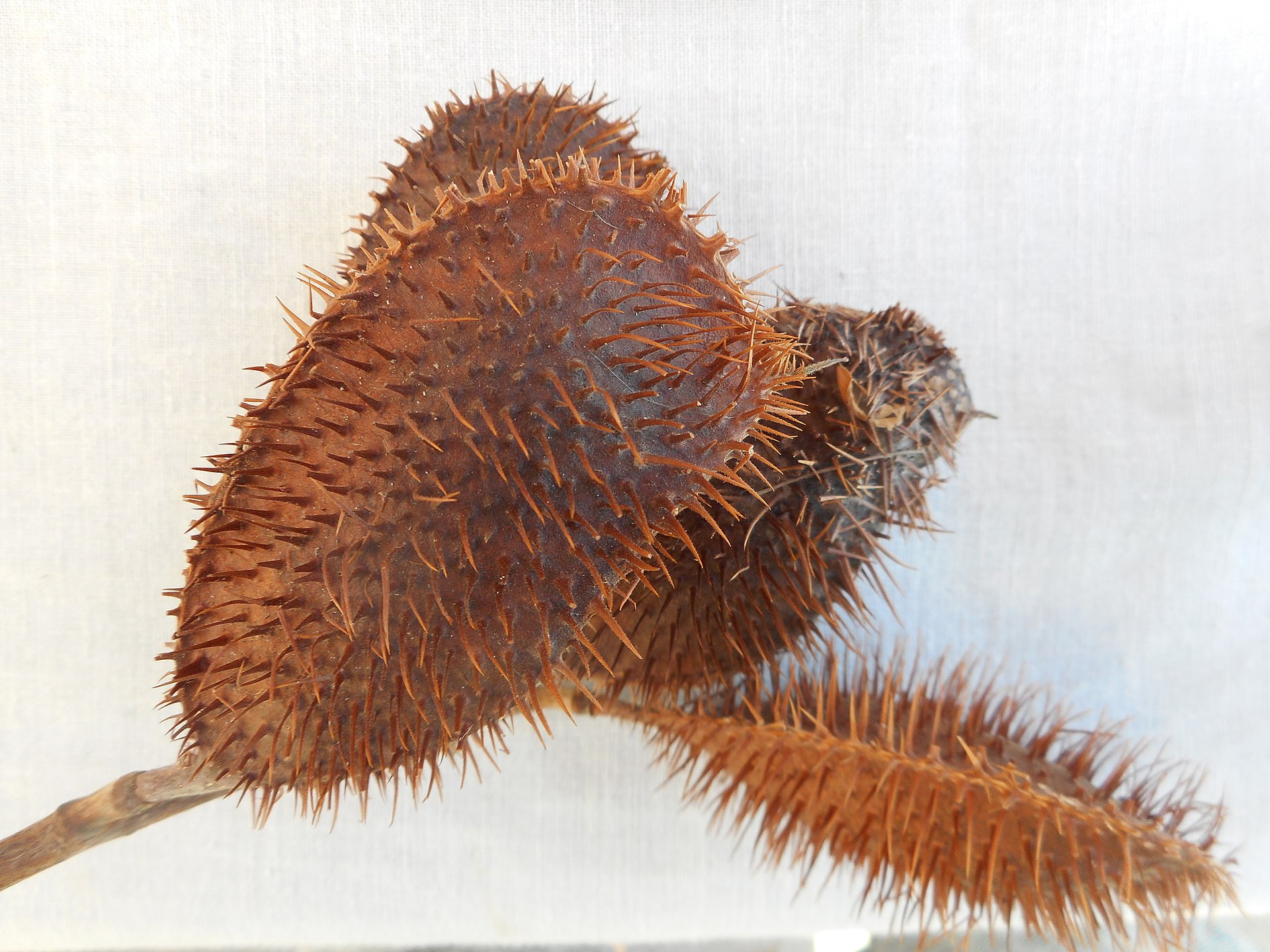 Annexe 1920px-Gousses_de_canique,_Caesalpinia_bonduc.jpg