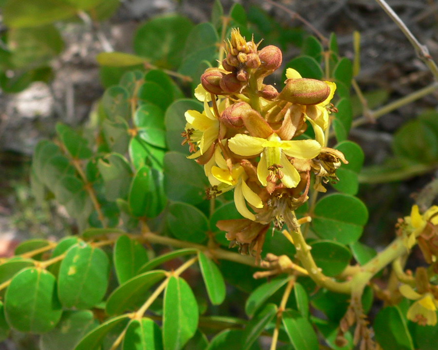 Annexe Caesalpinia_bonduc_inflo.jpg