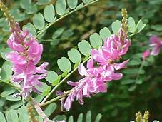 Annexe Indigotier.jpg