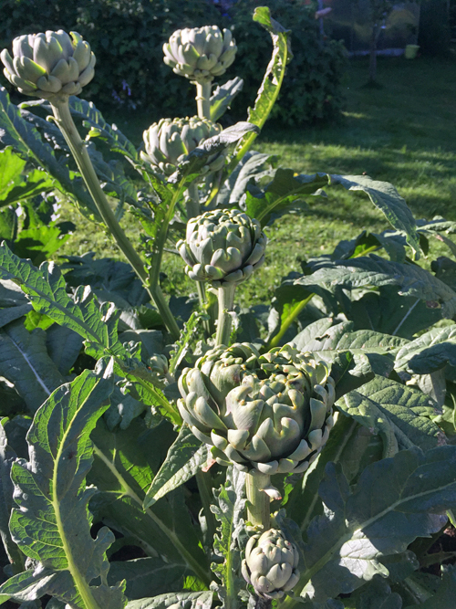 Annexe Artichaut_vs.jpg